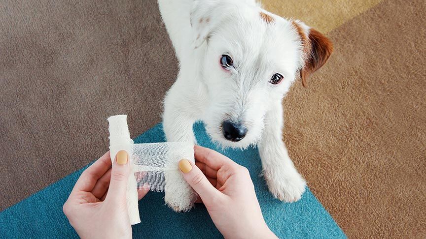 Dog Jack Russell Terrier